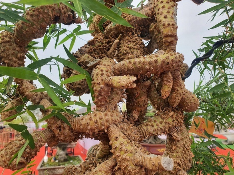 Những gốc bonsai dộc đáo.