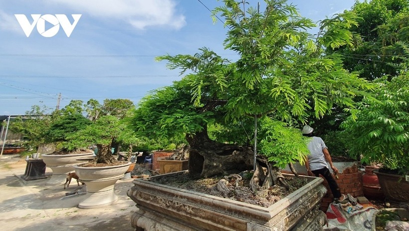 Bonsai me đẹp mắt. Ảnh: VOV.