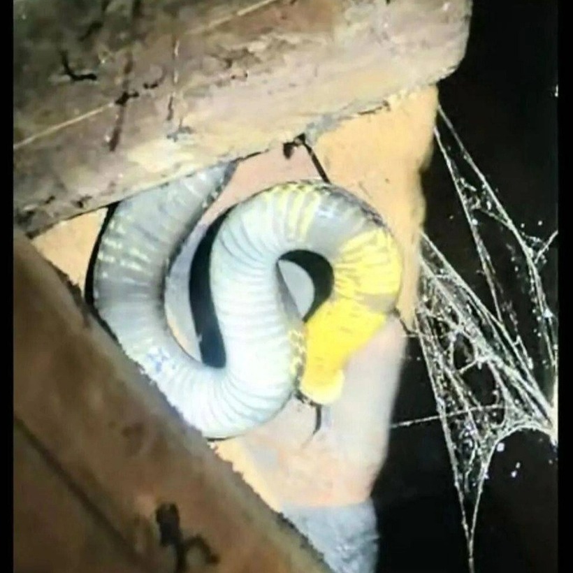 Con vật có chiều dài 3,5m, nặng khoảng hơn 3kg. Ảnh: Sohu.