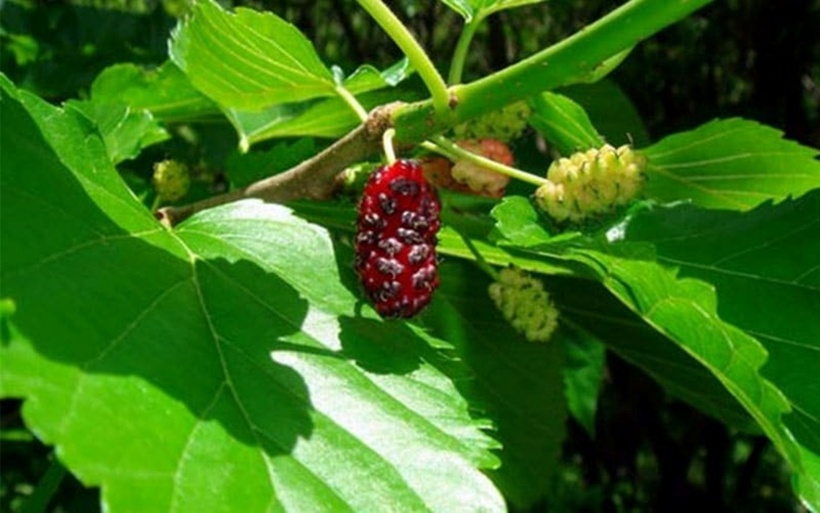 Ngày nay, khoa học chứng minh  lá dâu tằm hỗ trợ làm hạ huyết áp dựa vào cơ chế hỗ trợ điều hòa dòng chảy mạch máu nội mô nhờ điều hòa nhịp tim và tăng tiết chất hóa học làm giãn mạch là nitric oxide. Ảnh minh họa.