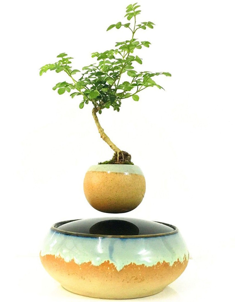 Đầu năm 2017, thú chơi bonsai bay đã xuất hiện tại Việt Nam. Sự kết hợp độc đáo giữa truyền thống và công nghệ này nhanh chóng thu hút những người yêu thích bonsai và cái đẹp lãng mạn. Nhiều người mô tả trải nghiệm ngắm bonsai bay như ngắm "cây đa của chú Cuội bay về trời" hoặc ví chúng như những "vật thể lạ đến từ hành tinh khác".