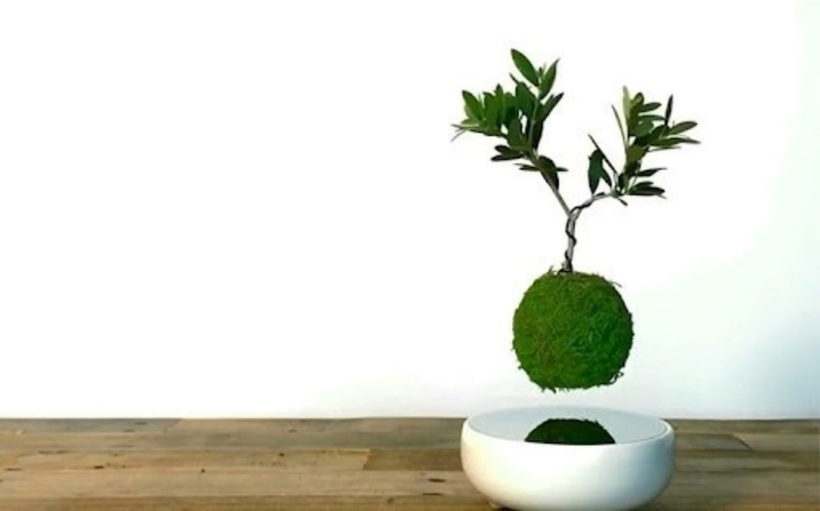 Được biết, để bonsai... bay được thì cây cần phải được đặt trên một hệ thống chậu cảnh có từ tính bao gồm hai phần: phần phía trên giúp cây trôi lơ lửng được gọi là "Little Star", hay còn gọi là bóng nổi; phần đế là một bộ phận năng lượng, ở phần đế có khe cắm điện. Bộ phận năng lượng ở phần đế sẽ giúp cho chậu cây phía trên giữ thăng bằng và xoay vòng mà không bị rơi hoặc bay chệch ra khỏi trục đế.