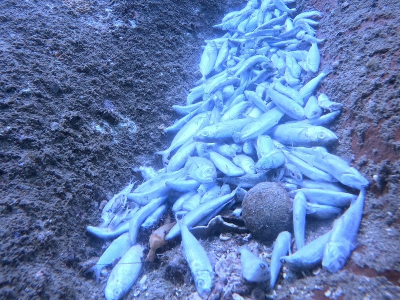 Cá chết trắng tại biển Hòn Bạc. Ảnh: Tiền Phong.