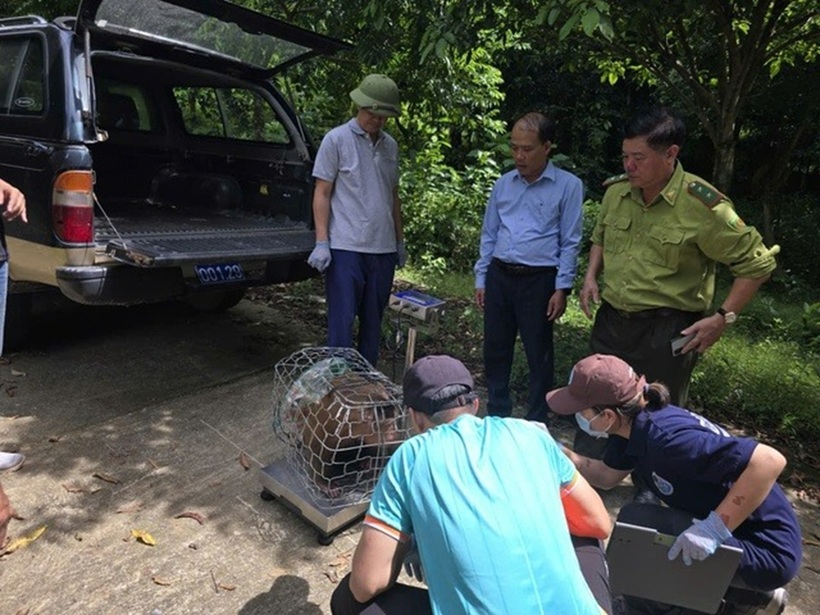 Cơ quan chức năng bàn giao cá thể khỉ cho Trung tâm Cứu hộ, bảo tồn và Phát triển sinh vật. Ảnh: Sức khỏe và Đời sống