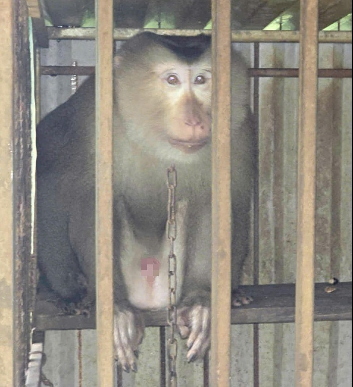 Con vật quý hiếm mà người dân giao nộp là khỉ đuôi lợn. (Ảnh: NLĐ)