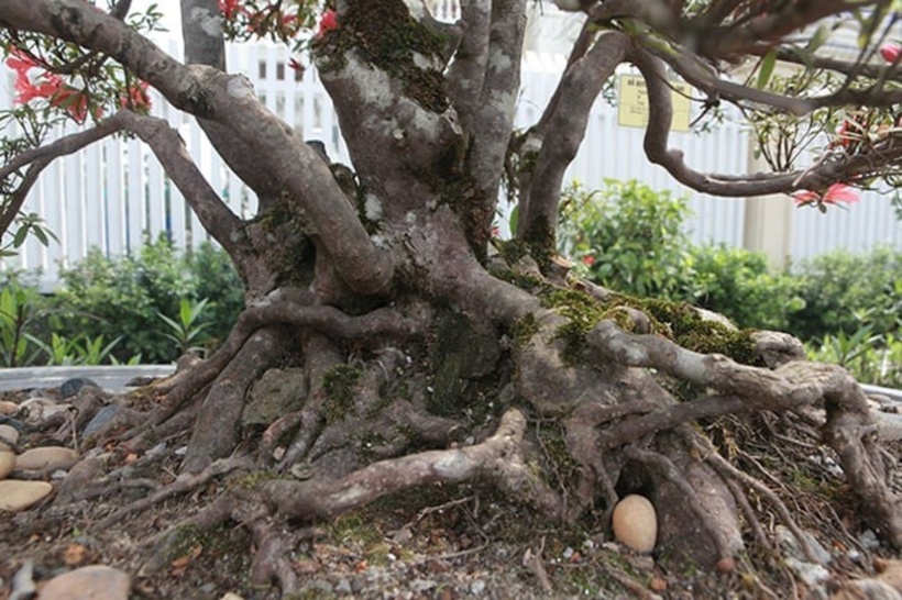 Thông thường, đỗ quyên tại Việt Nam là loài cây thân gỗ lâu năm, mọc chủ yếu ở khu vực miền núi đá hoặc sườn dốc và ưa thích thời tiết lạnh.