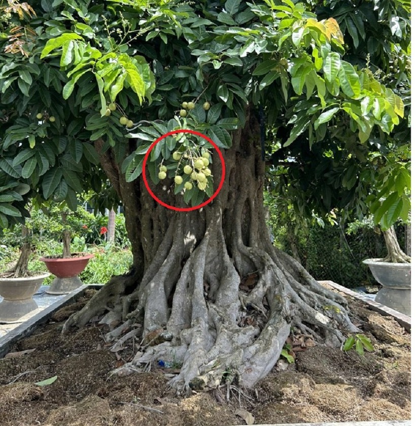 Cây nhãn có tuổi đời lên đến hơn 100 năm tuổi.