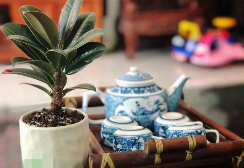 Tháng 5, tháng 6 hằng năm là thời điểm thích hợp cho đa búp đỏ ra hoa cam, sau đó sẽchuyển dần sang đen. Hoa đa búp đỏ không mọc riêng rẽ mà tập trung thành cụm. Saukhi hoa phát triển hết, cây sẽ ra quả từ đây. Quả đa búp đỏ cũng dạng ovan nhỏ, bêntrong có hạt, mang màu vàng – lục rất đẹp và có thể ăn được. Tuy nhiên cũng cần lưu ýrằng, lựa chọn trồng đa búp đỏ trong nhà làm giảm khả năng ra hoa của cây do cây không được thụ phấn như khi trồng trong môi trường tự nhiên.