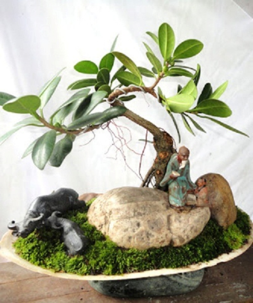 Về đặc điểm, đây là loại cây có thân gỗ lớn chừng 30 - 40m, đường kính thân khoảng2m. Lá cây dạng ovan, mặt trên của lá bóng, dài khoảng 10 - 35 cm và rộng từ 5 – 15 cm.Tuy nhiên, kích thước này có thể dao động tùy vào quá trình phát triển của cây, lá non có thể dài 45cm trong khi lá già có thể sẽ ngắn hơn do bị co bớt lại.