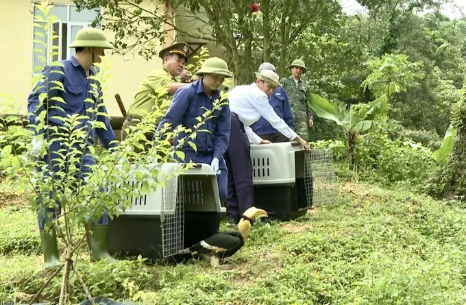 Thả chim hồng hoàng về môi trường tự nhiên. (Ảnh: SGGP)