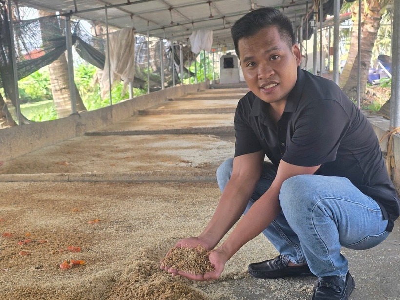 Nguồn thức ăn cho cá Koi được anh Quân chủ động từ việc nuôi ấu trùng ruồi lính đen. Ảnh: Nông nghiệp & Môi trường