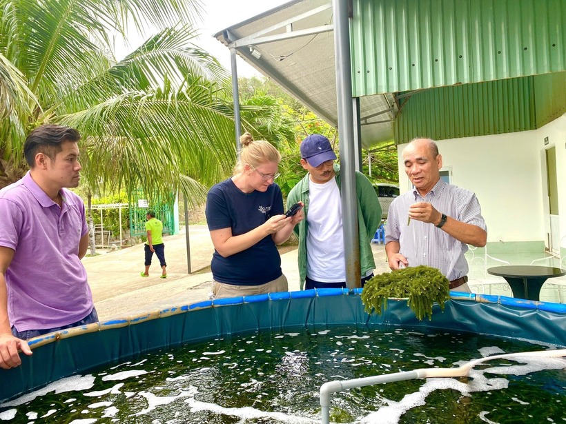 Kỹ sư Lê Bền giới thiệu về rong nho. Ảnh: Dân Việt