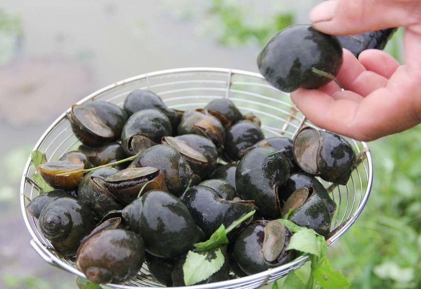 Ốc bươu đen tại trang trại của anh Bảo.