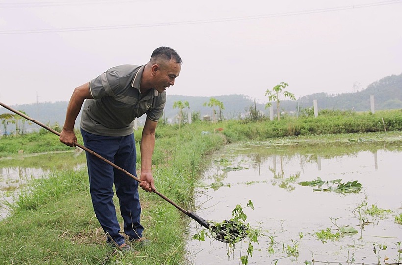 Trang trại nuôi ốc bươu đen của anh Trần Quý Bảo.