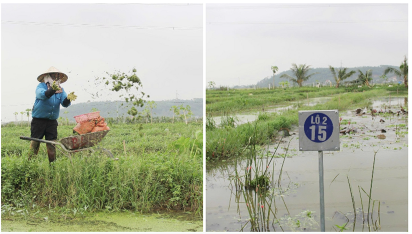 Nhờ con ốc bươu đen, anh Bảo trở thành ông chủ trang trại lớn, doanh thu mỗi năm 6 đến 8 tỷ đồng.