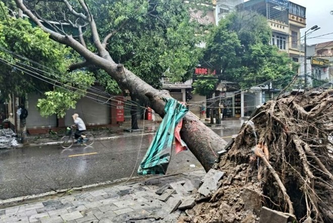 Bão số 10 gây mưa diện rộng trên địa bàn tỉnh Thanh Hóa, nhiều cây xanh ngã đổ. Ảnh: Lao động