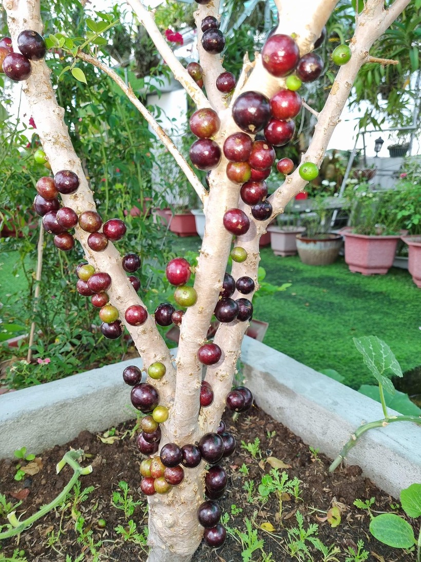 Muốn cây đậu nhiều trái thì tránh để cây khô hạn thiếu nước vì mầm hoa sẽ không phân hoá được (sẽ bị teo và rụng đi). Khi cây đang nở hoa thì không được tưới nước trực tiếp lên thân và lên chùm hoa, không xịt phân bón lá hoặc bón những loại phân nóng mạnh như NPK (chỉ bón trước lúc hoa nở và sau khi trái non đã đậu). Tránh mưa lớn cũng như nơi có gió thổi mạnh cũng giảm tỷ lệ đậu trái. Tỉa thưa thoáng cây, thân cây càng tiếp xúc nhiều ánh nắng càng kích thích ra hoa đậu trái nhiều.