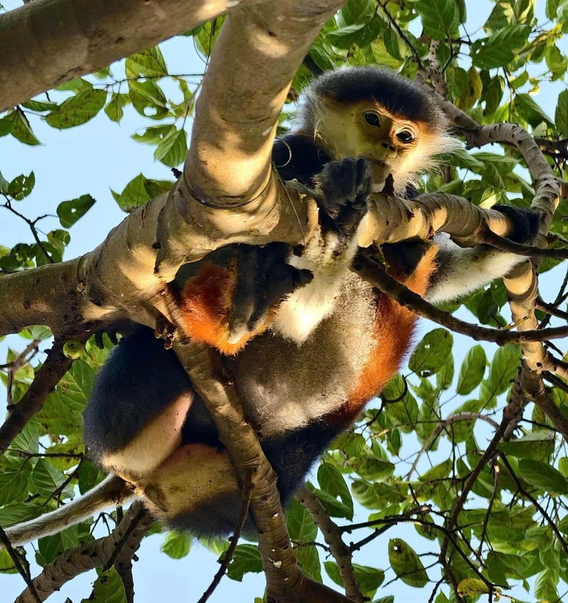 Con voọc chà vá chân nâu nặng khoảng 10kg mắc bẫy trên nhánh cây. Ảnh: Báo Thanh niên.