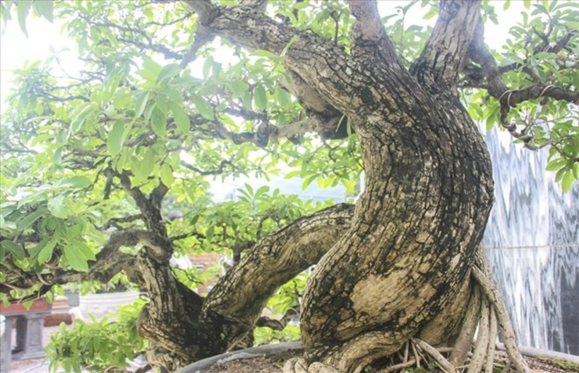 Anh N. cho biết, từ năm 2005, anh đã có niềm đam mê bonsai, rồi từ đó bôn ba khắp nơi để sưu tầm cây, mang về chăm sóc và hình thành nên nhà vườn Út Quy Nhơn.