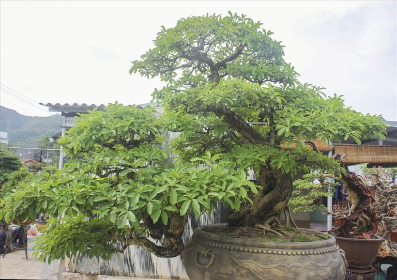 Đặc biệt, tại vườn anh N., gốc mận rừng đang được rao bán với giá 1 tỷ đồng. Được biết, cây mận rừng có nguồn gốc tự nhiên và dáng dấp độc đáo, quý hiếm. Tuổi đời của cây trên 50 năm và mỗi năm đều ra hoa, quả rất đẹp.