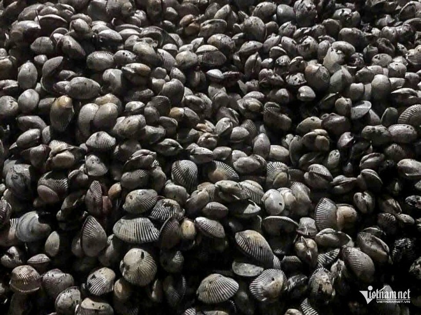 Chỉ trong vài tiếng buổi tối, có người bắt được cả tạ ngao, sò. Ảnh: VietNamnet