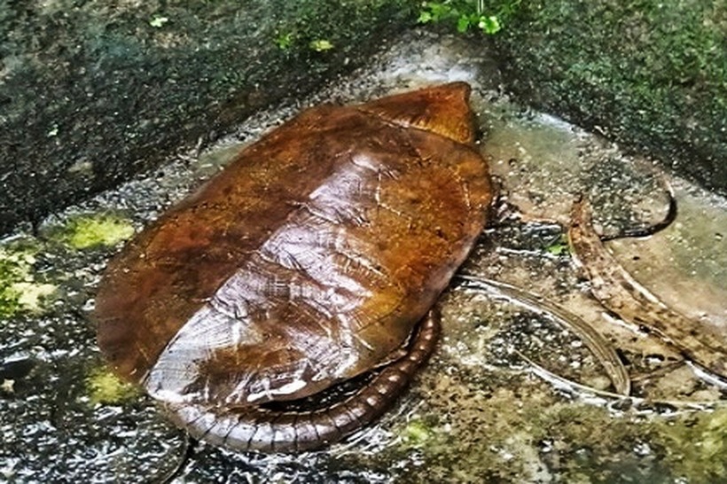 Cá thể rùa đầu to được người dân xã Ba Tơ, tỉnh Quảng Ngãi giao nộp cho Hạt Kiểm lâm khu vực XIV. (Ảnh: Hạt Kiểm lâm khu vực XIV)