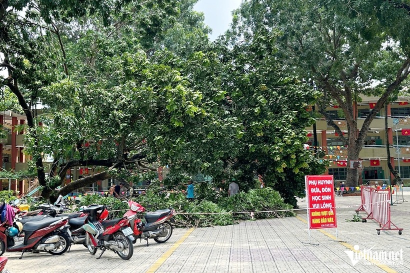 Lực lượng chức năng đang cắt tỉa, dọn dẹp cây xà cừ bật gốc. Ảnh: VietNamnet