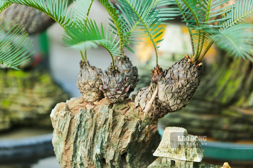 Ngoài ra, cây vạn tuế còn tượng trưng cho sự trường thọ, vĩnh cửu, bởi cây có tuổi thọ rất cao. Đây cũng chính là lý do loại cây này trở thành thú chơi độc lạ vào dịp Tết Nguyên đán.