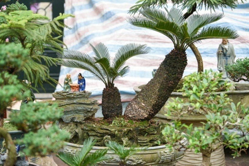 Giá bán những chậu cây vạn tuế bonsai không phụ thuộc vào kích thước mà theo dáng, thế hay tuổi của cây. Chính vì vậy, có cây được rao bán vài trăm nghìn đồng nhưng cũng có cây có giá chục triệu đồng.