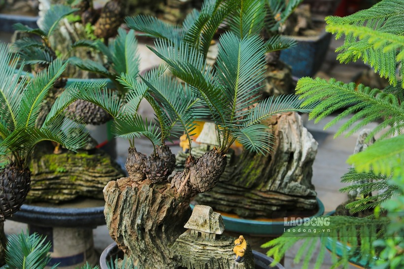 Khâu lựa chọn đá để trồng vạn tuế là quan trọng nhất. Cây và đá phải hợp nhau mới tạo được một non bộ đẹp. Tùy vào dụng ý cho mỗi chậu cây, anh Toàn nhiều khi phải dành tới 4-5 năm mới cho ra thành phẩm một chậu non bộ ưng ý, bày bán ra thị trường.