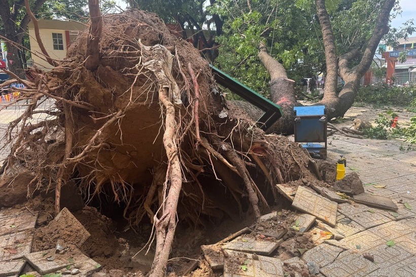 Cây xà cừ cao hơn 20m đổ trong trường học ở Đồng Nai. Ảnh: Dân trí