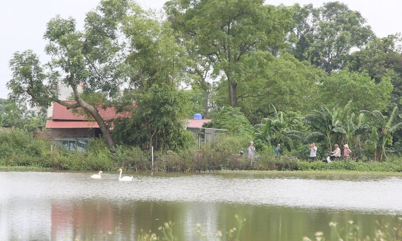 2 con chim "lạ" cực đẹp, có lông trắng muốt xuất hiện tại hồ nước ở Bắc Ninh. Ảnh: Báo Bắc Ninh
