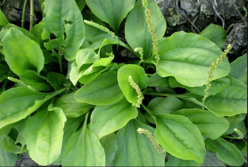 4 loại lá giúp mát gan hiệu quả - 1