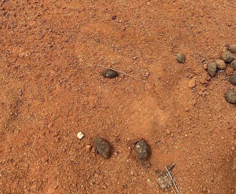 Dấu chân August Gus Lamont để lại là manh mối duy nhất.