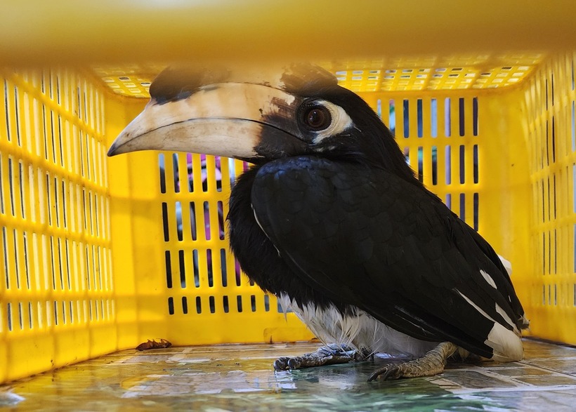 Con chim có mỏ dài, đầu "đội mũ", lông bụng trắng toát. Ảnh minh họa