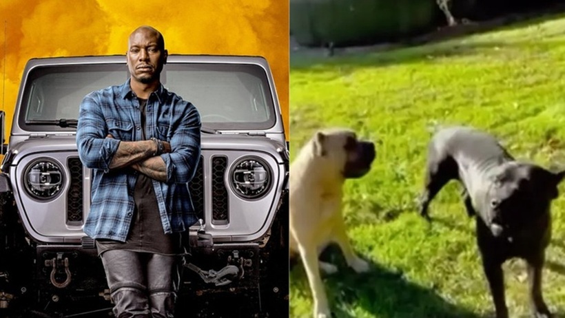 Tyrese Gibson nổi tiếng là cưng bầy chó nhà mình. Ảnh: Tuổi trẻ Online