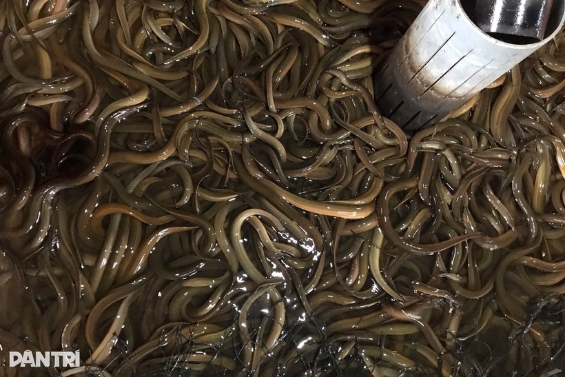 Xuất bán hàng chục tấn lươn mỗi năm, anh Dung thu lãi 700-800 triệu đồng. Ảnh: Dân trí