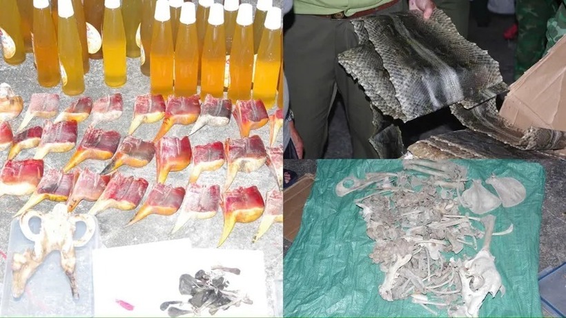 Xương và răng động vật. Ảnh: Tiền Phong.