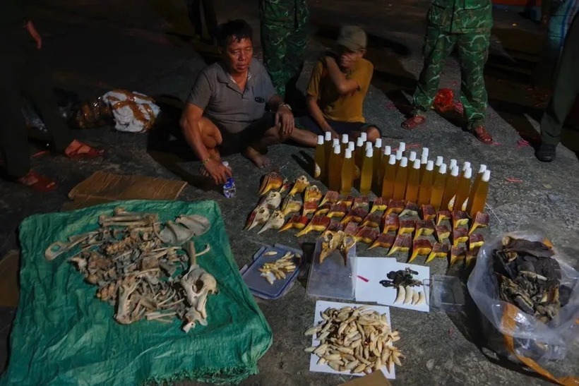 Trên hai phương tiện có hơn 4,2 tấn vảy động vật nghi là vảy tê tê, 150 bộ da trăn, 40 kg mật động vật, hơn 1 tấn thịt ốc khô, gần 1,6 tấn da cá... Ảnh: PLO.