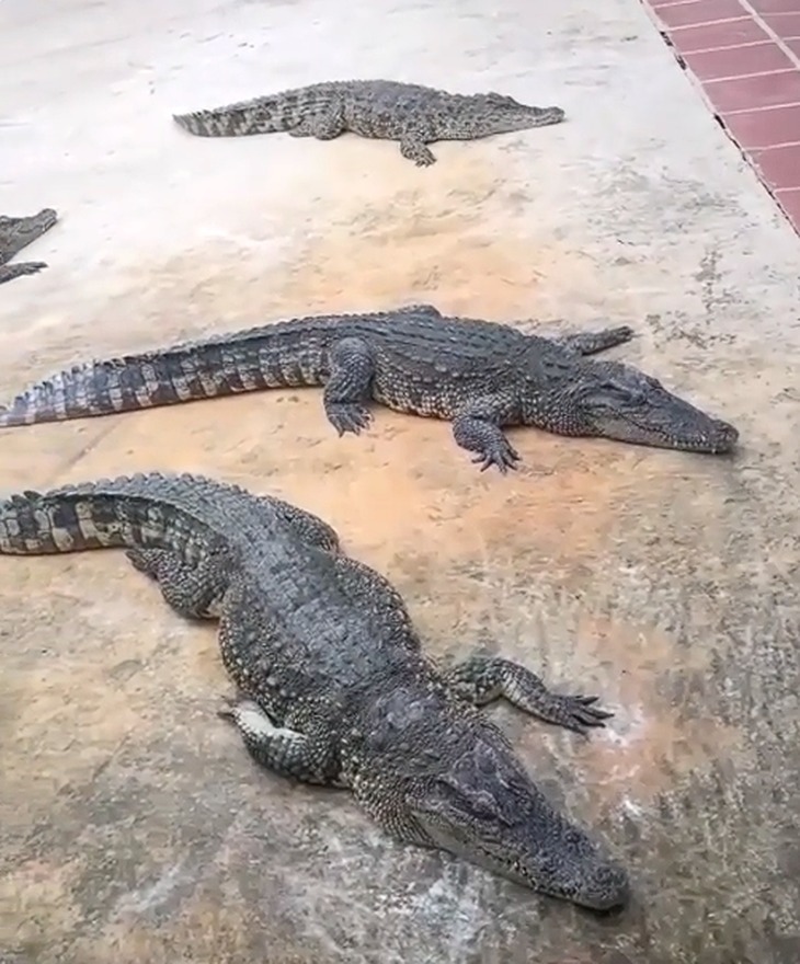 Cá sấu được nuôi nhốt tại Trang trại nông nghiệp hữu cơ Tiên Tiến. Ảnh: Công an Khánh Hòa/TTO