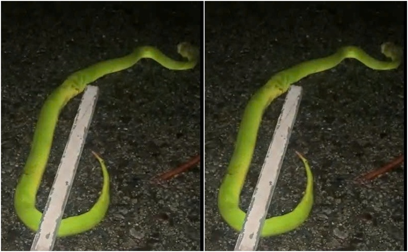 Rắn lục đuôi đỏ bò ngang nhà dân được phát hiện kịp thời. (Ảnh: Lao động)