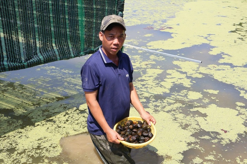 Anh Lương Giang Châu khởi nghiệp thành công với mô hình nuôi ốc bươu đen. Ảnh: Dân tộc & Phát triển