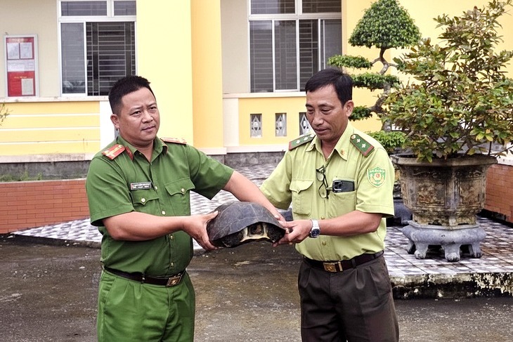 Công an xã Vàm Cỏ bàn giao rùa răng quý hiếm cho Chi cục Kiểm lâm tỉnh Tây Ninh. Ảnh: Tuổi trẻ Online