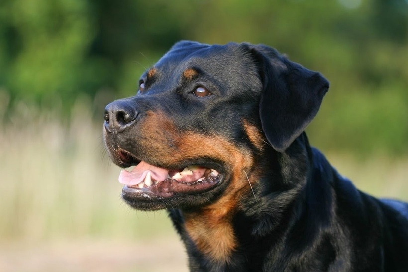 Chó Rottweiler. Ảnh minh họa