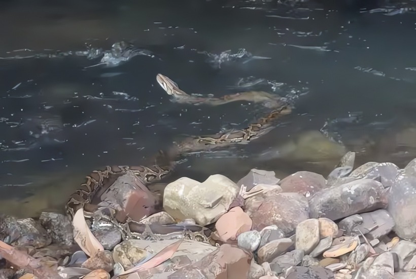 Hình ảnh cá thể trăn gấm quý hiếm do người dân tự nguyện giao nộp được Hạt Kiểm lâm khu vực phía bắc TP.Huế thả về môi trường tự nhiên. Ảnh: Thanh Niên