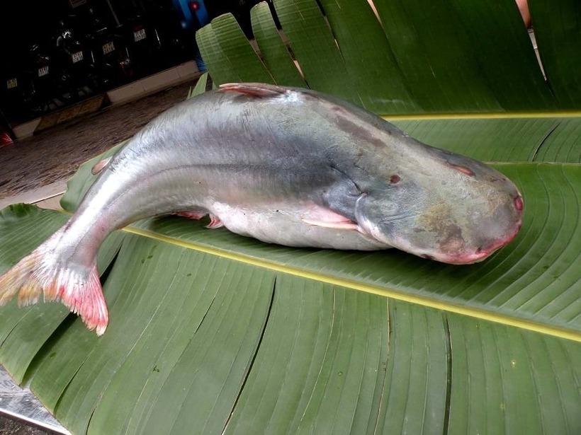 Khám phá loại cá ở miền Tây, thịt thơm, lúc khan hàng giá gần 1 triệu/kg - 1