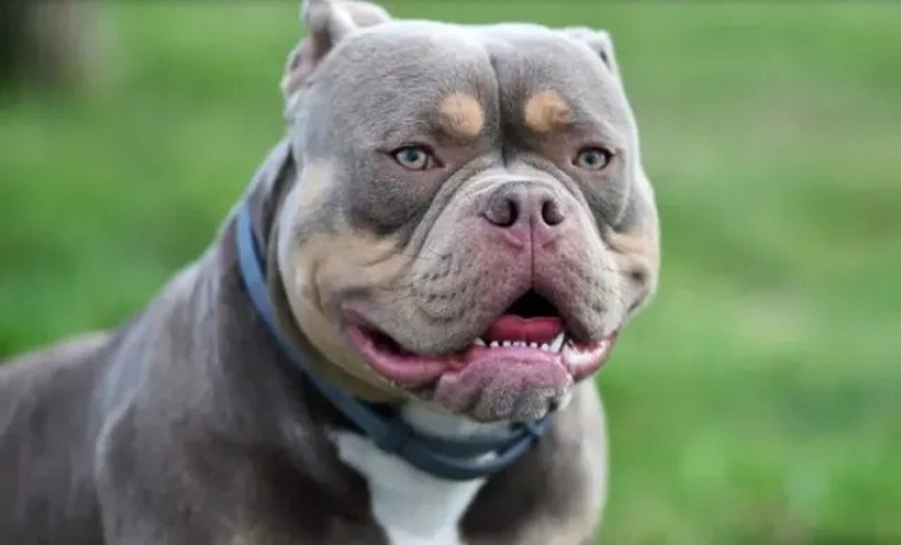 Chó pitbull. Ảnh minh họa