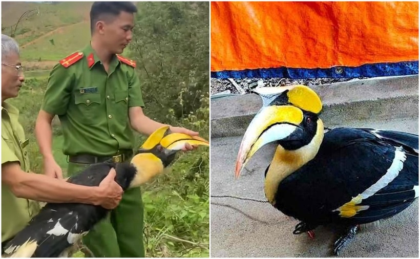 Hình ảnh con chim hồng hoàng quý hiếm bay vào sân vườn nhà dân ở xã Tân Kỳ, tỉnh Nghệ An. (Ảnh: Dân Việt)