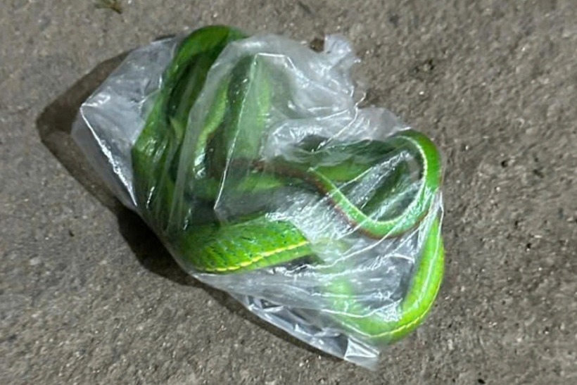 Con rắn lục được ông lão 70 tuổi mang đến gặp bác sĩ. Ảnh: Dân trí