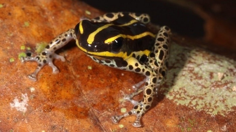 Loài ếch độc nhỏ nhất thế giới chỉ 15mm, sống trong rừng tre. Ảnh: Juan Carlos Chaparro/Peruvian government.